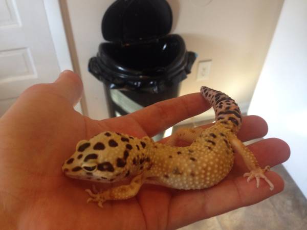 Leopard Gecko re