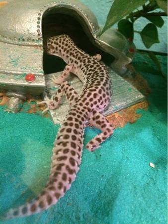 Leopard gecko w setup (Anchorage)