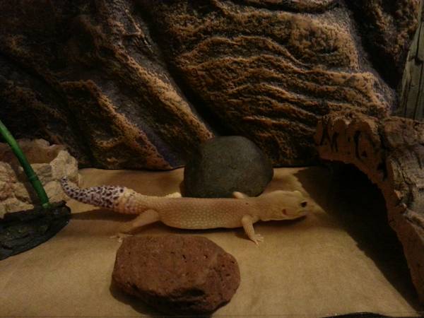 leopard gecko with supplies