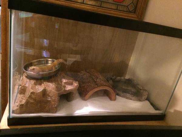 Leopard Gecko wtank and supplies (Broad Ripple)