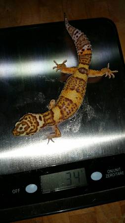 Leopard Geckos 30ea (Crete)