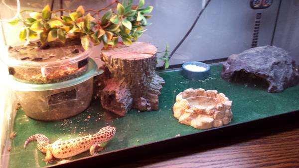 Leopard Geckos and Tank. Reduced