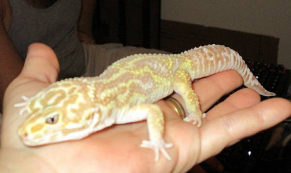 Leopard Geckos for rehoming (Pass Christian)