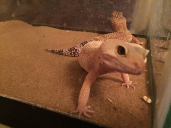 Leopard geckos (Kearney)