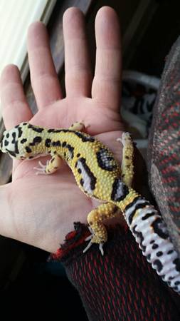 Leopard geckos (omaha)