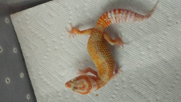 Leopard geckos (omaha)