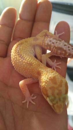 Leopard Geckos (Slidell)