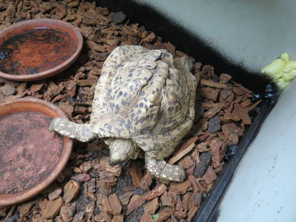 Leopard Tortoise needs Home (Palmer)