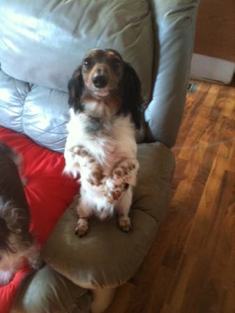 LH Miniature Dachshund (West Fargo)