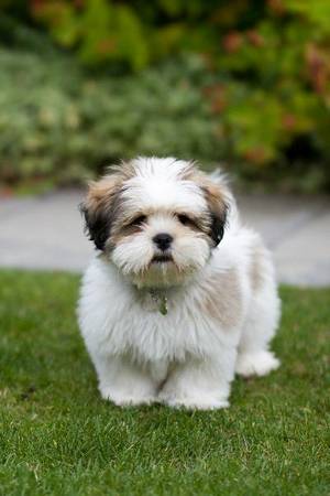 lhasa apso (miami dade)