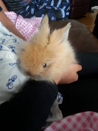 Lion head bunny 5 weeks old (pawtucket ri)