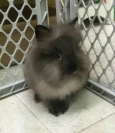 Lionhead bunnies