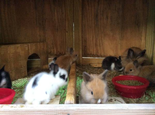 Lionhead bunnies