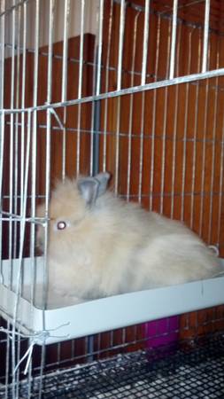 lionhead bunny (mitchell area)