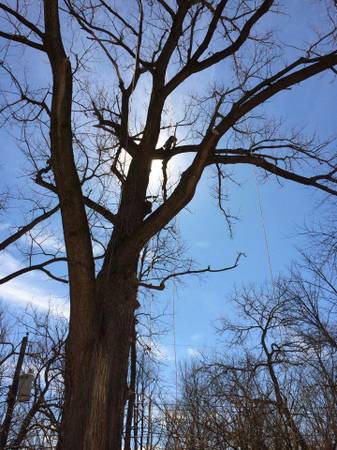 Liscombe Tree Service (Fully Insured) (St.Charles, MO)