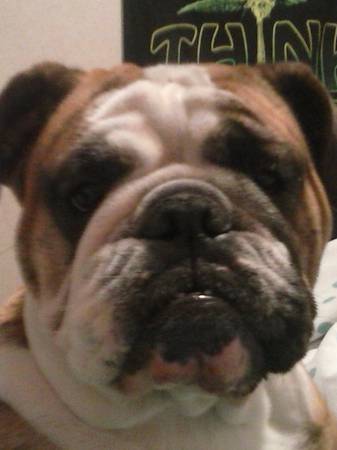 litter of English bulldog (lagrange)