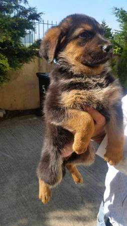 Litter of German Shepherd Puppies Black and Tan