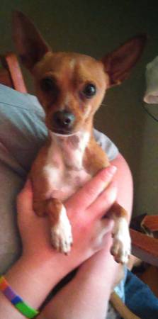 Little Chihuahua (Bellshire (Nashville))