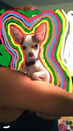 little Chihuahua (Guthrie)