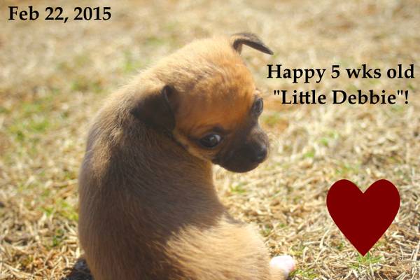 Little Debbie is so gentle ACA Toy Chihuahua Puppy (Guthrie)