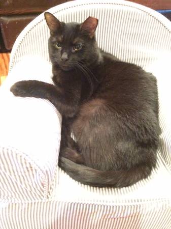 Little plump snuggly cat wants her own home (Forest Hill)