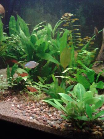 live aquatic plants wanted (house springs)