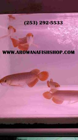 Live Cross backs arowana fishes and others for aquariums (Denver)