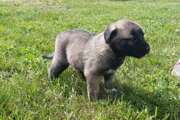 Livestock Guardian Dog Puppies