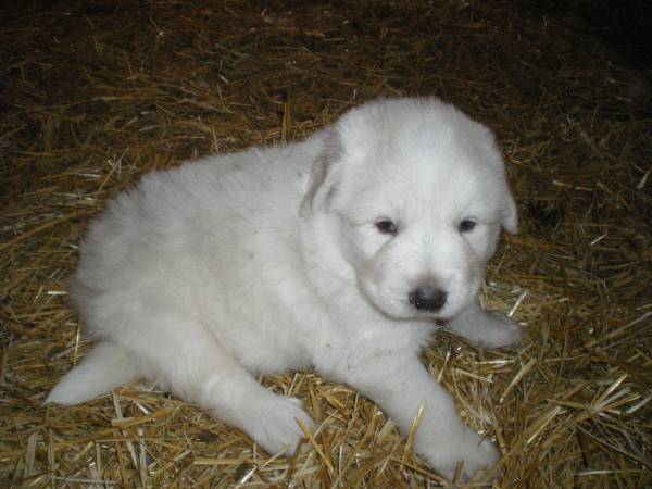 Livestock Guardian Puppies and older puppies