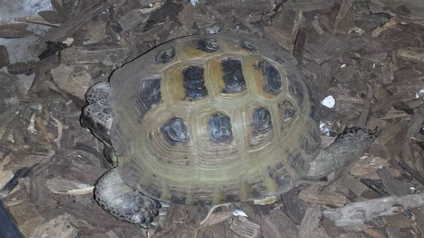 Lonely Russian Tortoise needs friend (Eagleville)