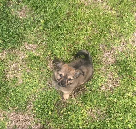 Found sighted lost dog along old fort bayou rd area (United States)
