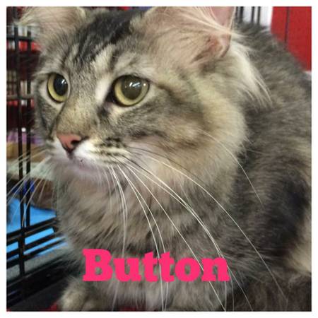 Long Hair Tabby Cat, With Rescue, Fenton, MO