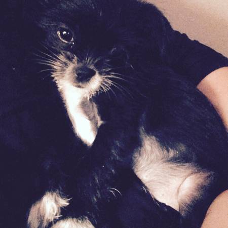 Long Haired Chihuahua (Midwest City, OK)