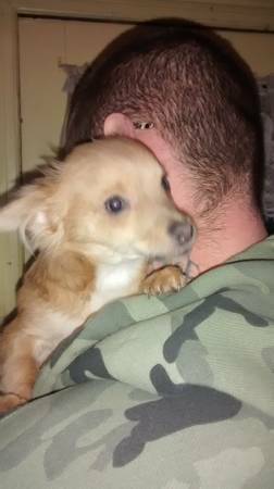 Long Haired Chihuahua Puppy (Westminster)