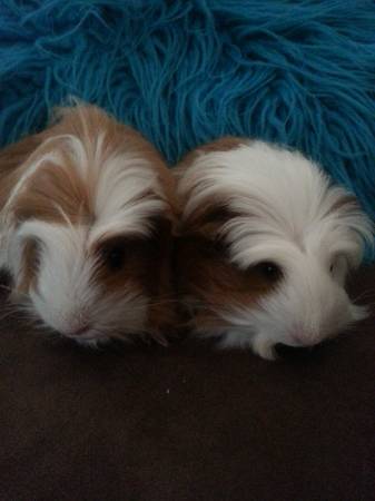 long haired exotic guinea pigs (debary)