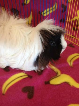 long haired guinea pig