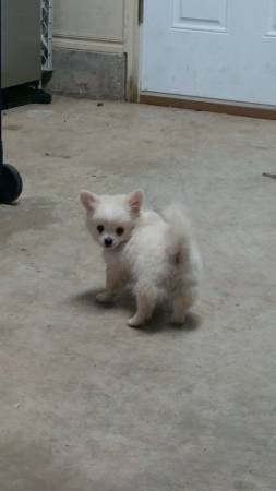 long haired male chihuahua pup (moore)