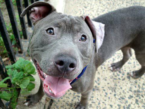 LOOK AT THAT FACE ESCOBAR, HANDSOME GREY PITTY SEEKS HOME