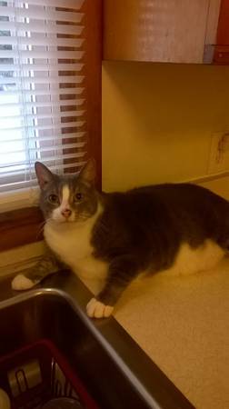 looking for a home cat (lorain,ohio)