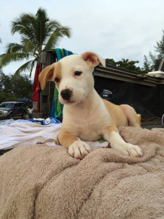 Looking for a loving home for our puppy (Kapaa)