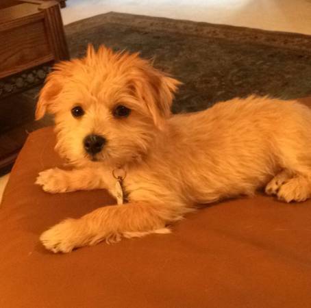 Looking for a Morkie puppy (St. Louis)