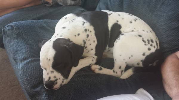looking for an intact male dalmatian to breed with my female in 8