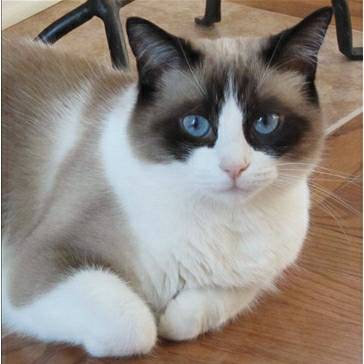 Looking for male snowshoe siamese or ragdoll adult cat