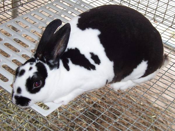 Looking for Mini Rex rabbit (apopka)