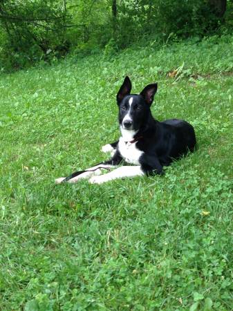 looking for playmate for my border collie (loveland)