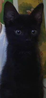 Looking to adopt a black male kitten