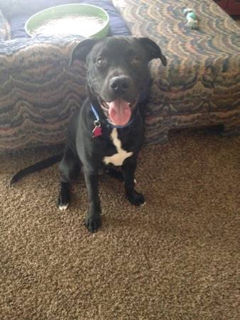 Looking to re home our puppy for FREE (Bonne Terre)