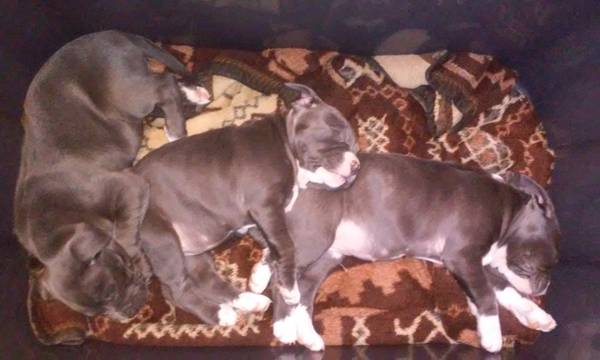 Looking to rehome these pittbull puppies (Lincoln)