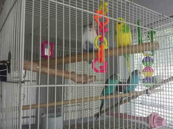 Looking to trade Parakeets for fish tank (rose park)