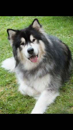 Lost Alaskan Malamute (Lacey)